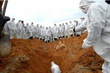 工作人員穿醫用防護服對感染禽流感家禽處理